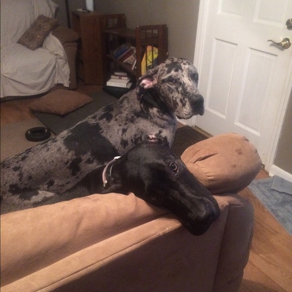 Welcome to Tag N Wag shop . Send offers and bundle. Thanks for stopping by! - Picture 7 of 10